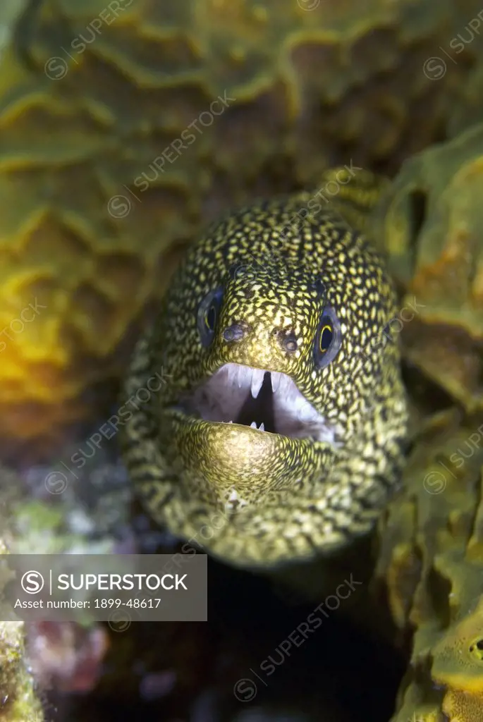Face shot of a goldentail moray eel. Gymnothorax miliaris. Formerly classified in the genus Muraena. 1000 Steps, Bonaire, Netherlands Antilles. . . .