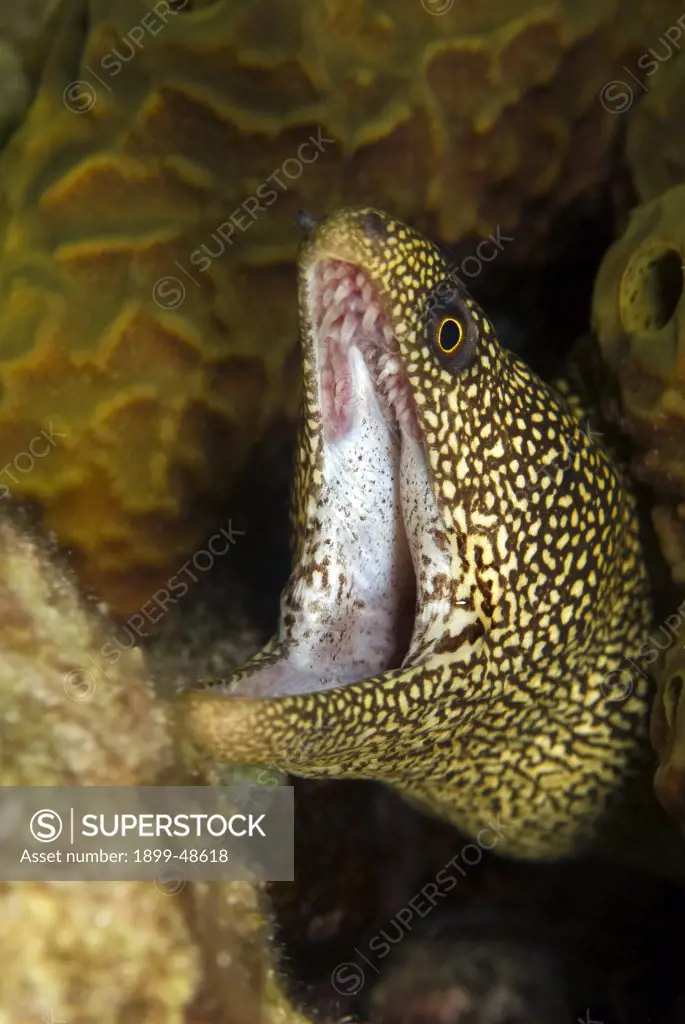 Portrait of a goldentail moray eel with his mouth open. Gymnothorax miliaris.  1000 Steps, Bonaire, Netherlands Antilles. . . .