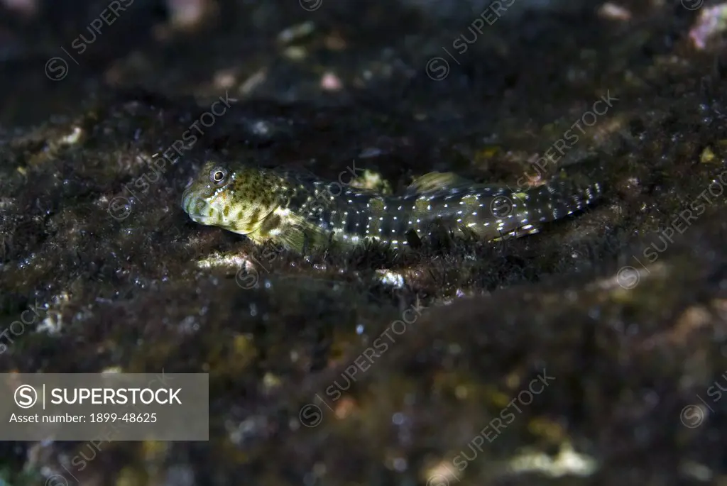 Portrait of a pearl blenny fish. Entomacrodus nigricans. Sea Aquarium Reef, Curacao, Netherlands Antilles. . . .