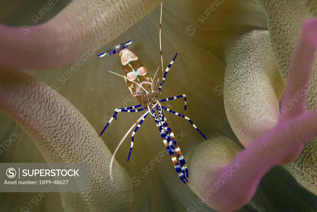 Close-up shot of spotted cleaner shrimp showing colorful body markings. Periclimenes yucatanicus. Vaersenbaai, Curacao, Netherlands Antilles. . . .