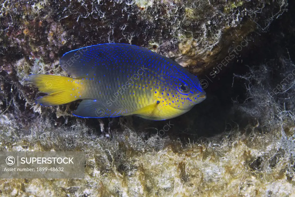 Portrait of a juvenile beaugregory. Stegastes leucostictus. Sea Aquarium Reef, Curacao, Netherlands Antilles. . . .