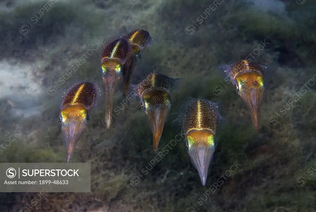 Group of Caribbean reef squid. Sepioteuthis sepioidea.  Sea Aquarium Reef, Curacao, Netherlands Antilles. . . .