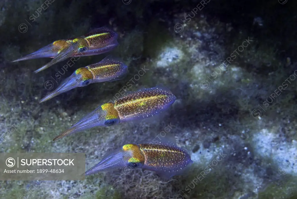 Group of Caribbean reef squid. Sepioteuthis sepioidea. Sea Aquarium Reef, Curacao, Netherlands Antilles. . . .