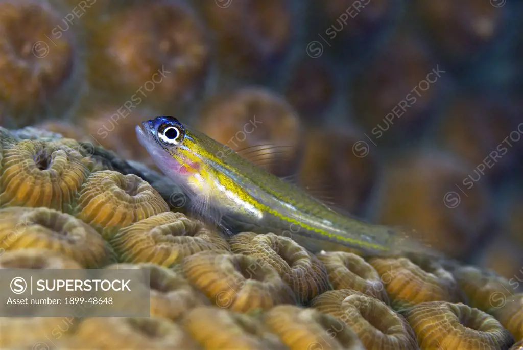 Close-up shot of peppermint goby on coral. Coryphopterus lipernes. Sea Aquarium Reef, Curacao, Netherlands Antilles. . . .