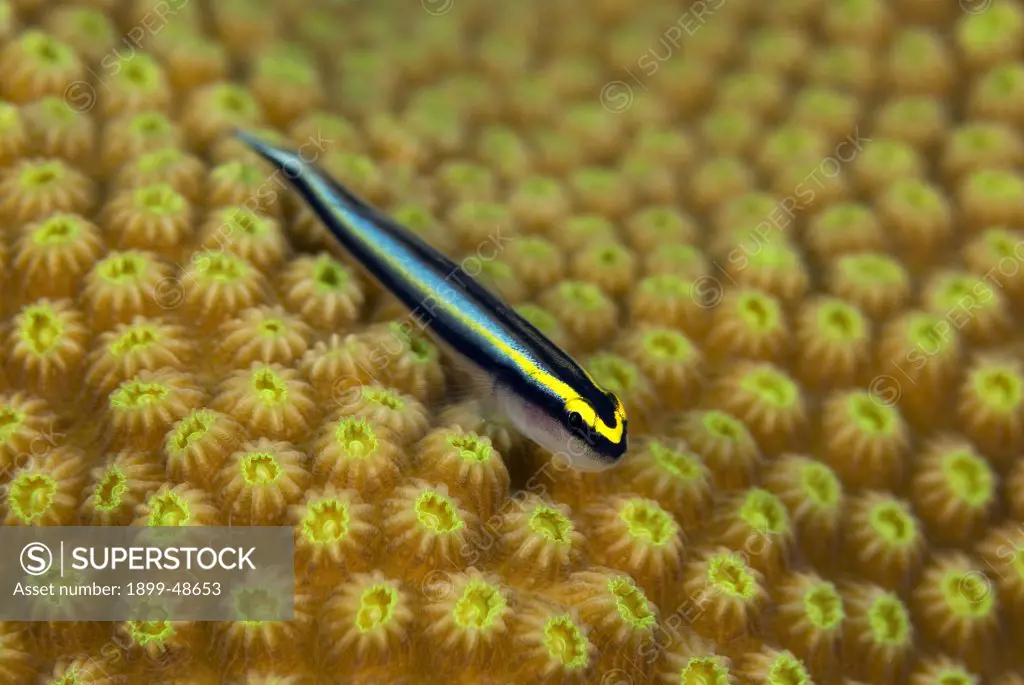Portrait of a sharknose goby on coral. Gobiosoma evelynae.  Something Special, Bonaire, Netherlands Antilles. . . .