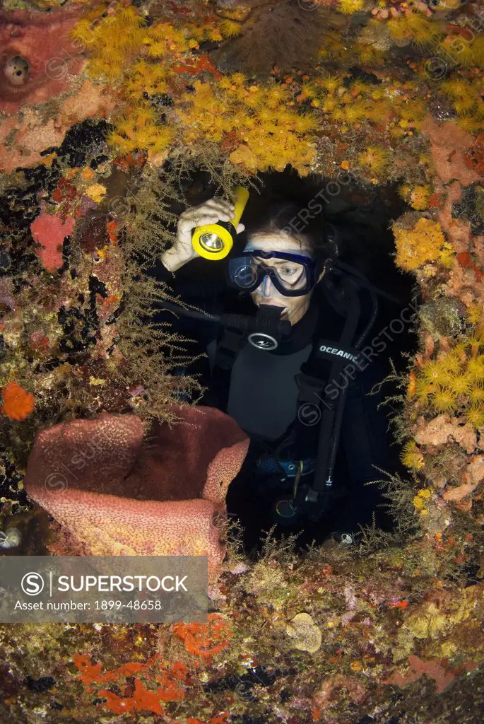 Diver at night surrounded by orange cup corals at the Superior Producer wreck dive site, looking at sponge. Tubastraea coccinea. Superior Producer, Curacao, Netherlands Antilles. . .