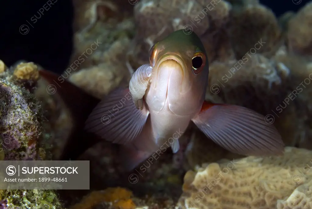 Cymothoid isopod on a creole fish. Cymothoidae, Paranthias furcifer. Something Special, Bonaire, Netherlands Antilles. . . .