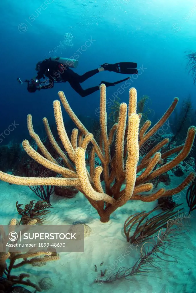 Underwater photographer in reef scene of sea rod. Suborder: Holaxonia, Family: Plexauridae. Watamula, Curacao, Netherlands Antilles. . . .