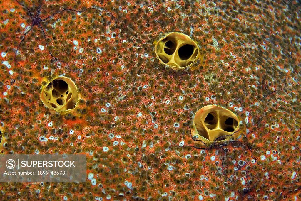 Close-up of a sponge showing excurrent and incurrent pores. Class: Demospongiae Left corner note the tiny brittle star. Sea Aquarium Reef, Curacao, Netherlands Antilles. . . .