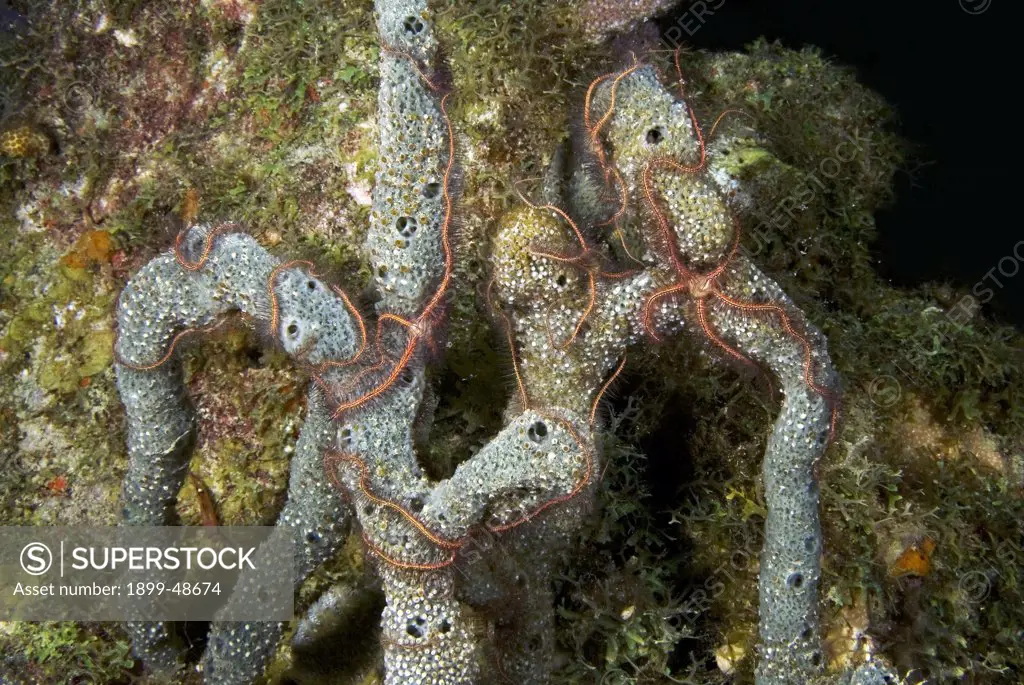 Mass of sponge brittle stars out feeding at night. Ophiothrix suensonii. Pierbaai, Curacao, Netherlands Antilles. . . .