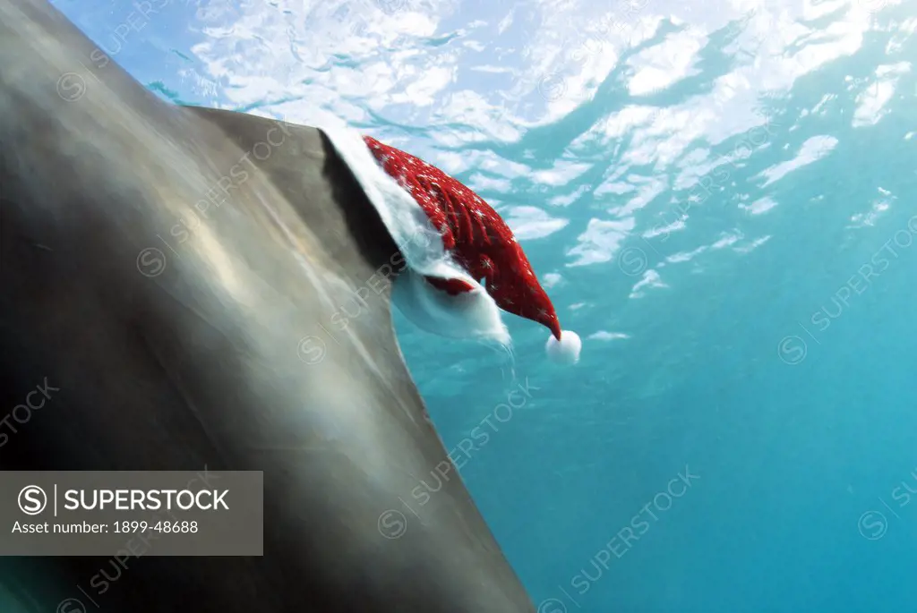 Santa hat on the dorsal fin of a swimming bottlenose dolphin. Tursiops truncatus. Dolphin Academy, Curacao, Netherlands Antilles. . . .