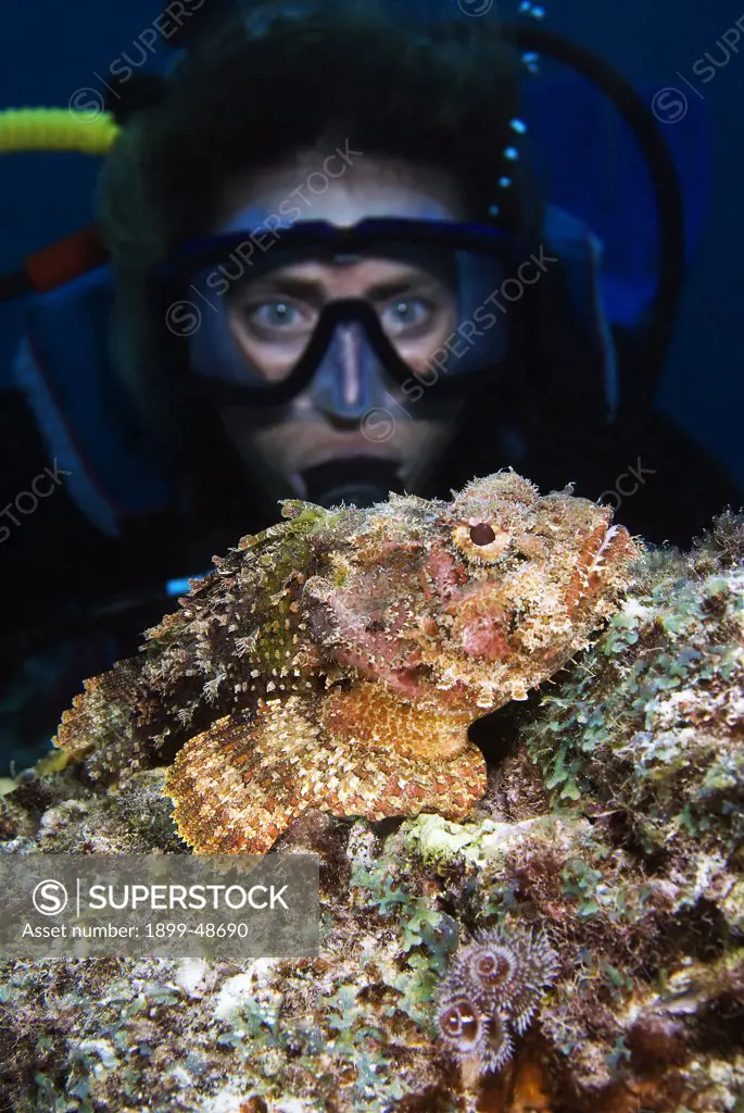 Diver looking eye-to-eye with a spotted scorpionfish. Scorpaena plumieri. PortoMari, Curacao, Netherlands Antilles. . .