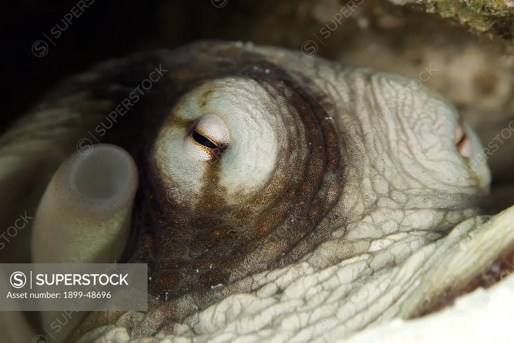 Close-up of a common octopus eye. Octopus vulgaris. Caracasbaai, Curacao, Netherlands Antilles. . . .