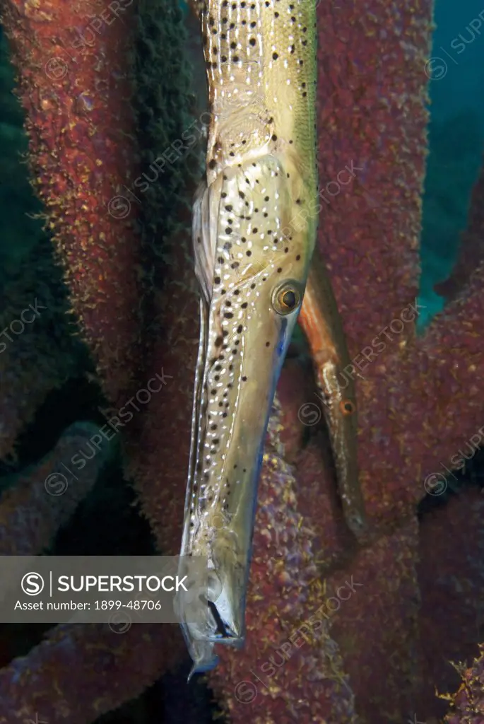 Large adult trumpetfish with smaller juvenile trumpetfish in typical head-down camouflage position. Aulostomus maculatus. Buddy's Reef, Bonaire, Netherlands Antilles. . . .
