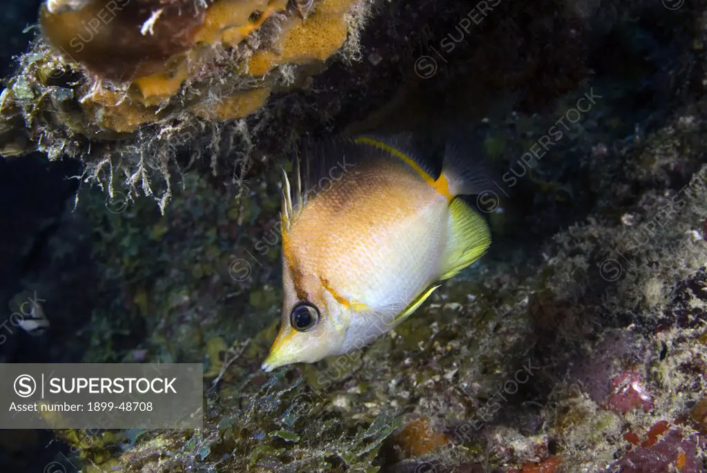 Portrait of a longsnout butterflyfish. Chaetodon aculeatus. Director's Bay, Curacao, Netherlands Antilles. . . .