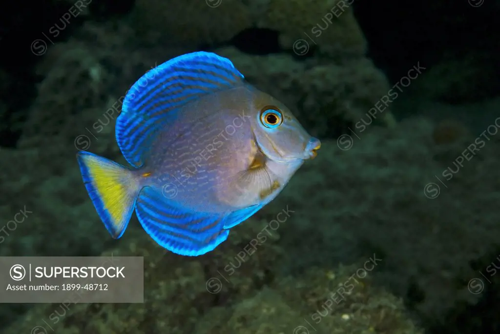 Portrait of a juvenile blue tang. Acanthurus coeruleus. Tail is still slightly yellow in the juvenile coloring. Caracasbaai, Curacao, Netherlands Antilles. . . .