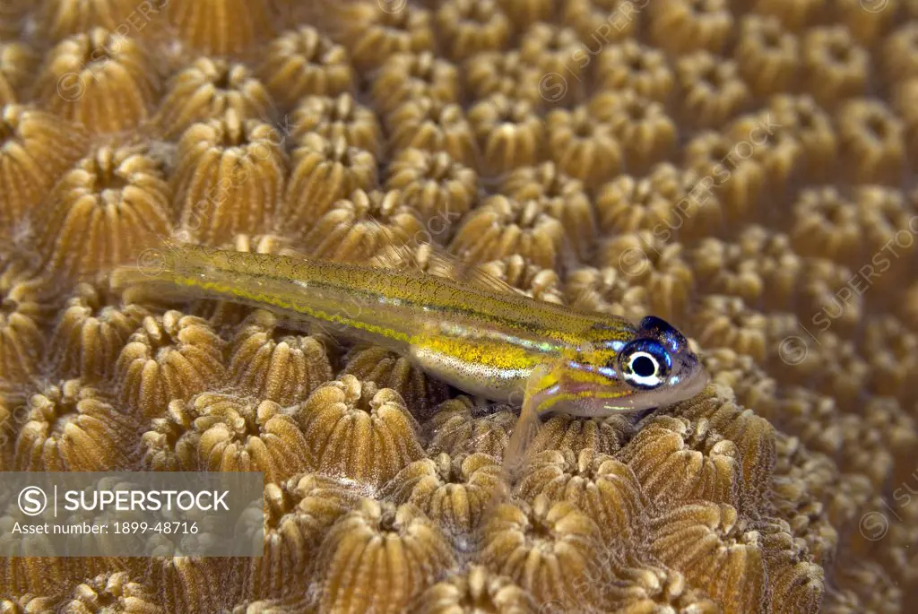 Peppermint goby perched on a coral head. Coryphopterus lipernes. Sea Aquarium Reef, Curacao, Netherlands Antilles. . . .