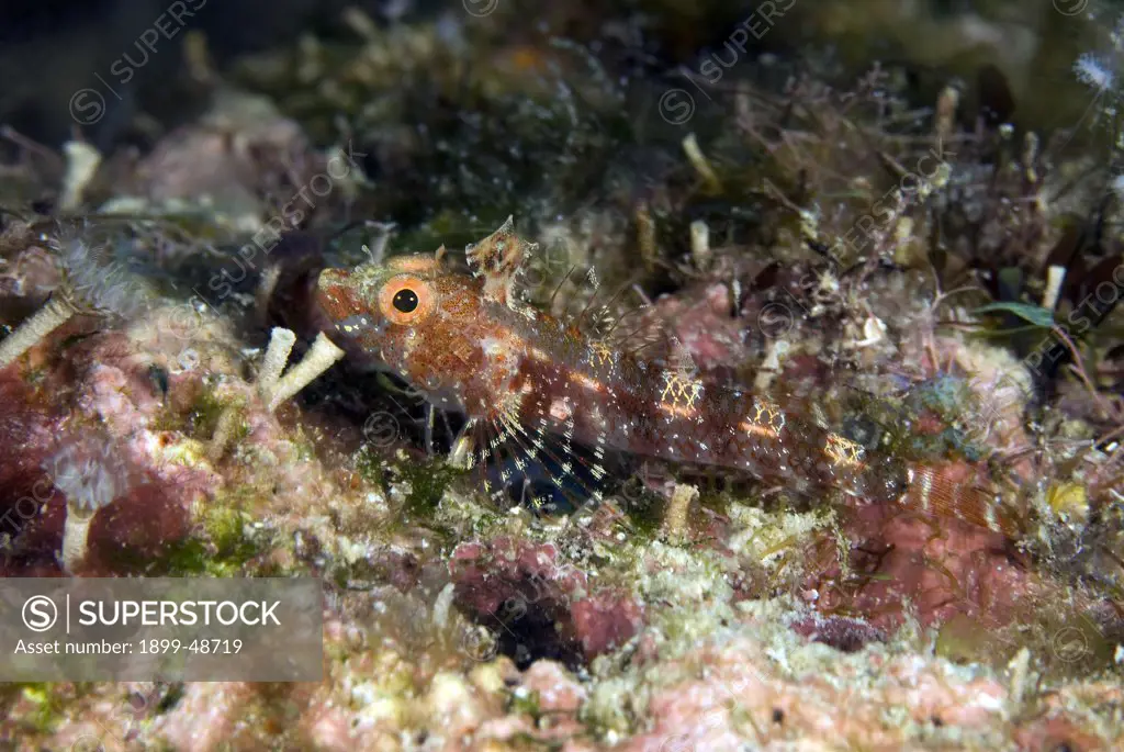 Roughhead triplefin blenny camouflaged in coral. Enneanectes boehlkei. Sea Aquarium Reef, Curacao, Netherlands Antilles. . . .