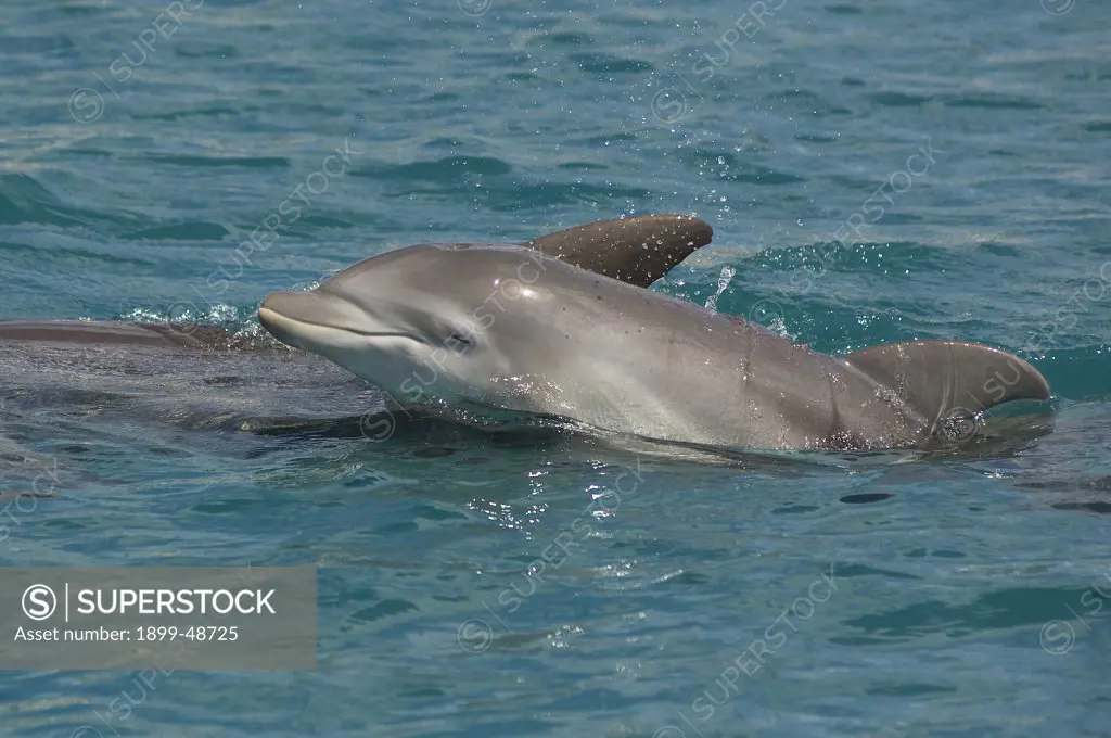 Bottlenose dolphin calf swimming next to her mother. Tursiops truncatus. Dolphin Academy, Curacao, Netherlands Antilles. . . .