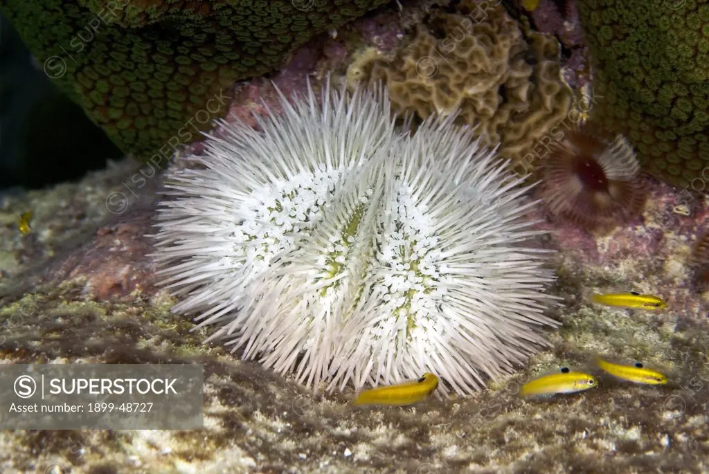 Variegated urchin in white color variation. Lytechinus variegatus. 1000 Steps, Bonaire, Netherlands Antilles. . . .