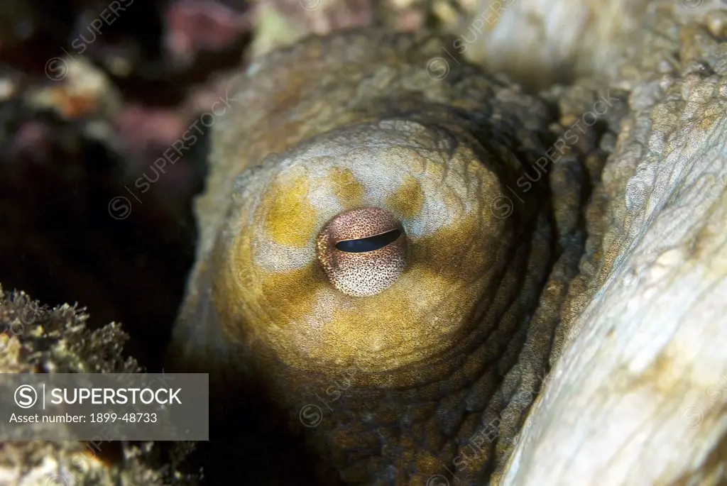 Close-up shot of a common octopus eye. Octopus vulgaris. Superior Producer, Curacao, Netherlands Antilles. . . .