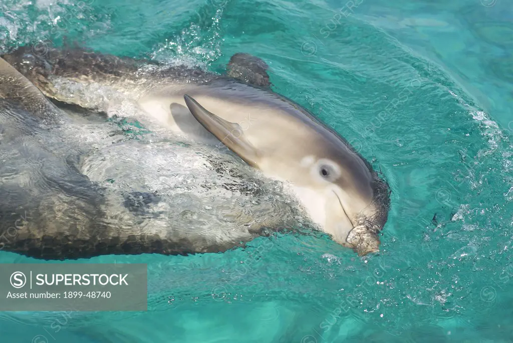 Baby dolphin playing with her mother. Tursiops truncatus. Notice the mottled coloring due to her getting new skin and losing the old skin. Dolphin Academy, Curacao, Netherlands Antilles. . . .