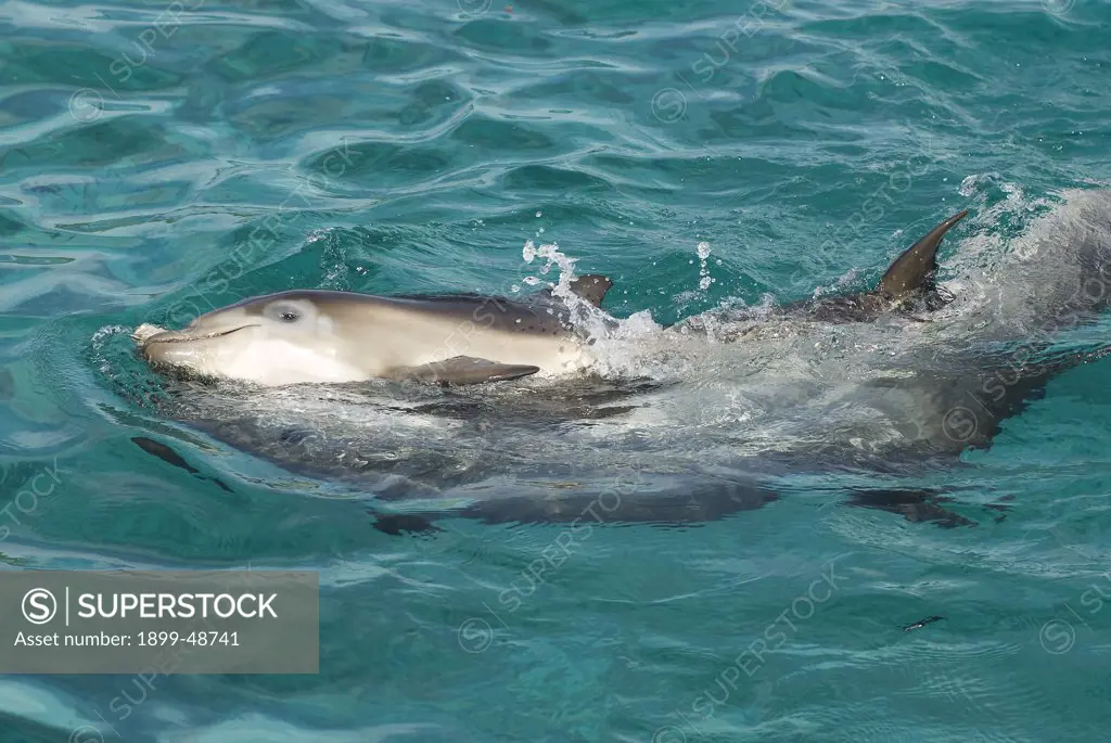 Baby dolphin playing with her mother. Tursiops truncatus. Notice the mottled coloring due to her getting new skin and losing the old skin. Dolphin Academy, Curacao, Netherlands Antilles. . . .