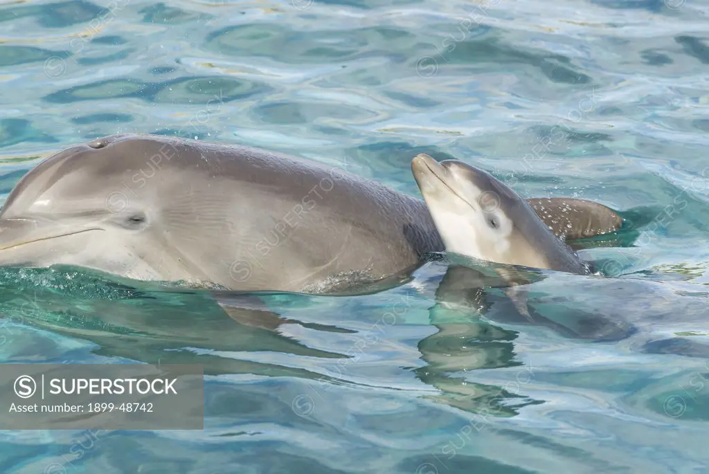 Dolphin calf coming up for a breath next to her mother. Tursiops truncatus. Notice the mottled coloring due to her getting new skin and losing the old skin. Dolphin Academy, Curacao, Netherlands Antilles. . . .