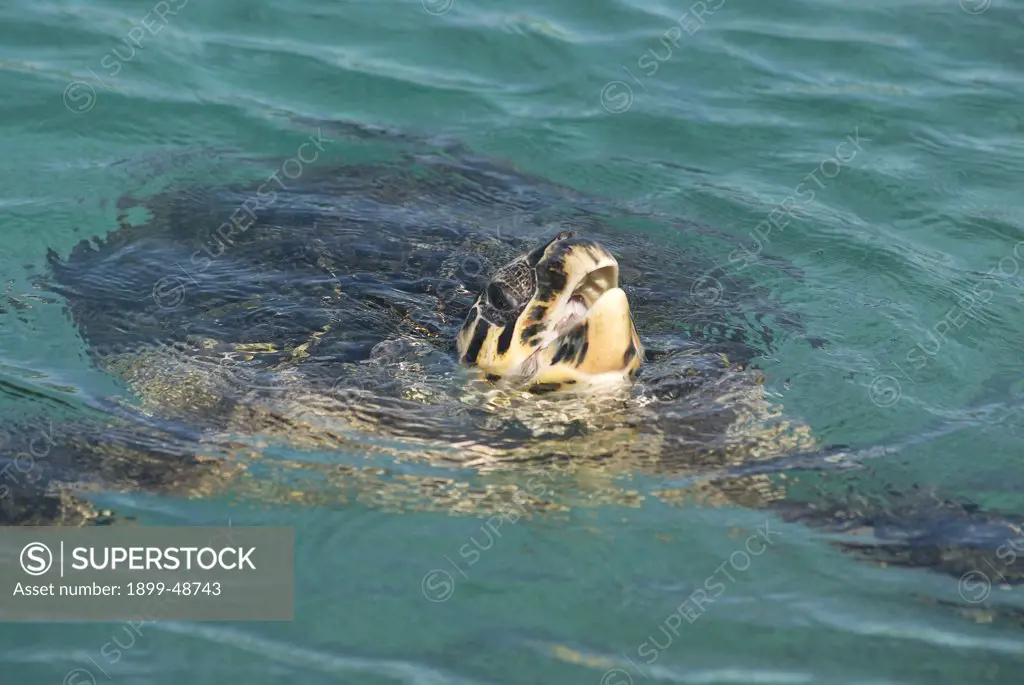 Hawksbill turtle floating at the surface to breathe. Eretmochelys imbricata. Sea Aquarium, Curacao, Netherlands Antilles. . . .