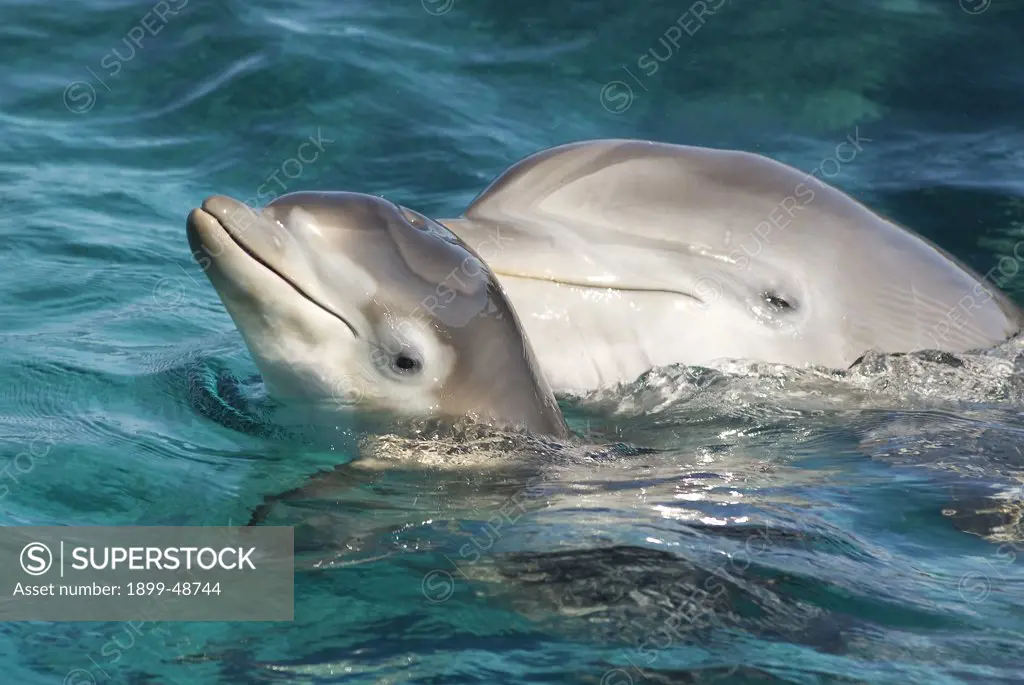 Dolphin calf coming up for a breath next to her mother. Tursiops truncatus. Notice the mottled coloring due to her getting new skin and losing the old skin. Dolphin Academy, Curacao, Netherlands Antilles. . . .