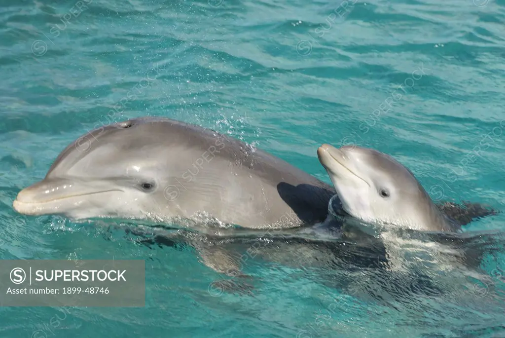 Dolphin calf coming up for a breath next to her mother. Tursiops truncatus. Calf approximately 2 days old. Dolphin Academy, Curacao, Netherlands Antilles. . . .
