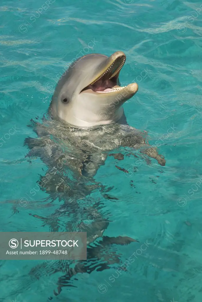 Dolphin calf giving classic 'smile'. Tursiops truncatus. Approximately 7 months old. Dolphin Academy, Curacao, Netherlands Antilles. . . .