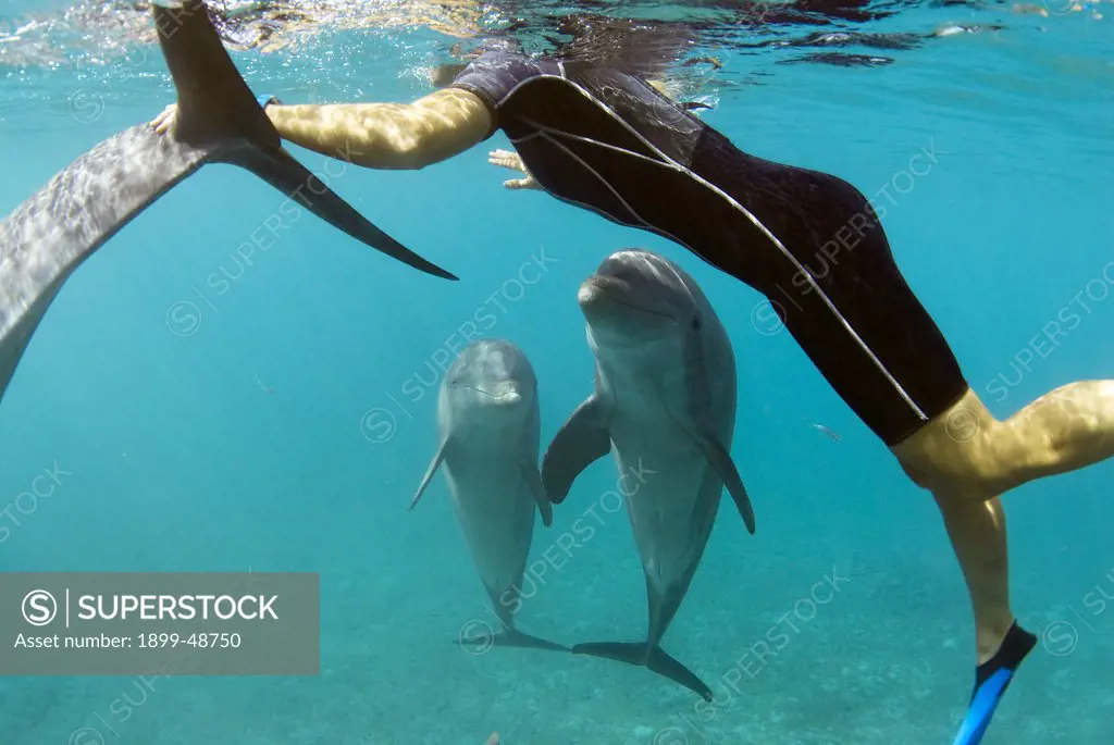 Two bottlenose dolphins watch attentively as trainer plays in the water with the dolphins Tursiops truncatus. Sea Aquarium, Curacao, Netherlands Antilles. . . .