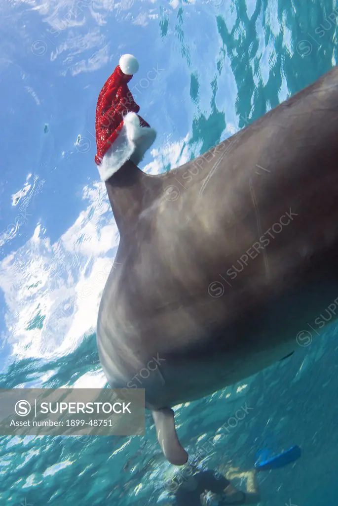 Bottlenose dolphin swimming with a Santa hat on her dorsal fin. Tursiops truncatus. Dolphin Academy, Curacao, Netherlands Antilles. . . .