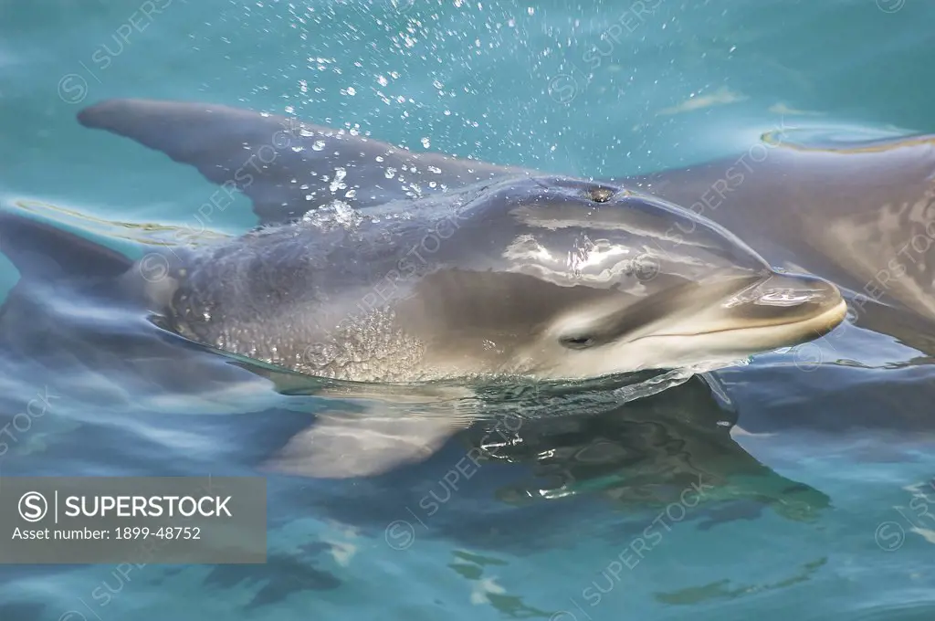 Close-up shot of baby dolphin coming up for a breath. Tursiops truncatus. Newborn calf just hours old. Dolphin Academy, Curacao, Netherlands Antilles. . . .