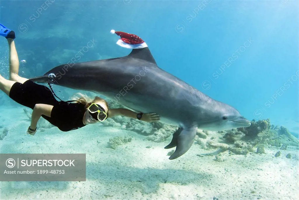 Christmas fun with dolphin and 'her Santa cap', playing with her trainer. Tursiops truncatus. Dolphin Academy, Curacao, Netherlands Antilles. . . .