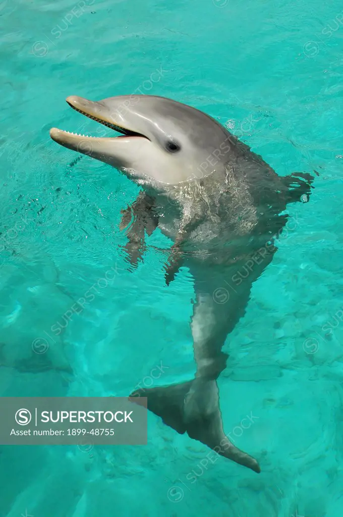 Dolphin calf giving classic 'smile'. Tursiops truncatus. Approximately seven months old. Dolphin Academy, Curacao, Netherlands Antilles. . . .