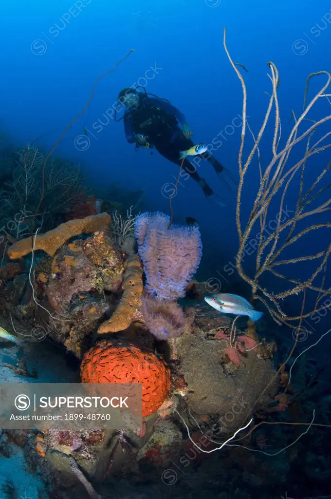 Reef scene of diver with azure vase sponge (Callyspongia plicifera), brown tube sponge (Agelas conifera), and orange elephant ear sponge (Agelas clathrodes). Curacao, Netherlands Antilles.