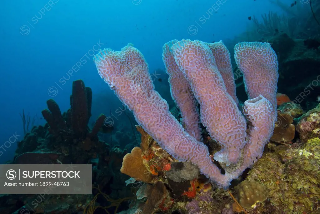 Azura vase sponge (Callyspongia plicifera). Curacao, Netherlands Antilles.