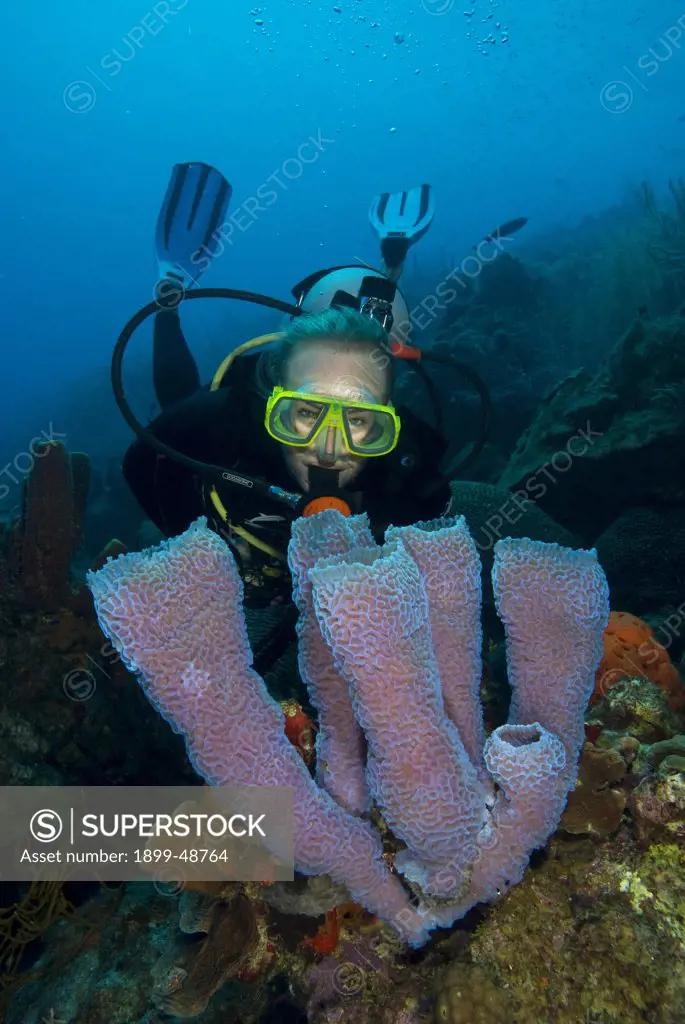 Diver overlooking an azure vase sponge (Callyspongia plicifera). Curacao, Netherlands Antilles.