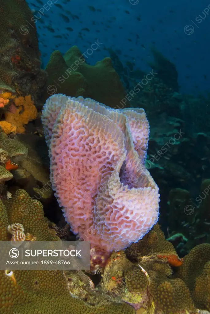 Azure vase sponge (Callyspongia plicifera). Curacao, Netherlands Antilles.