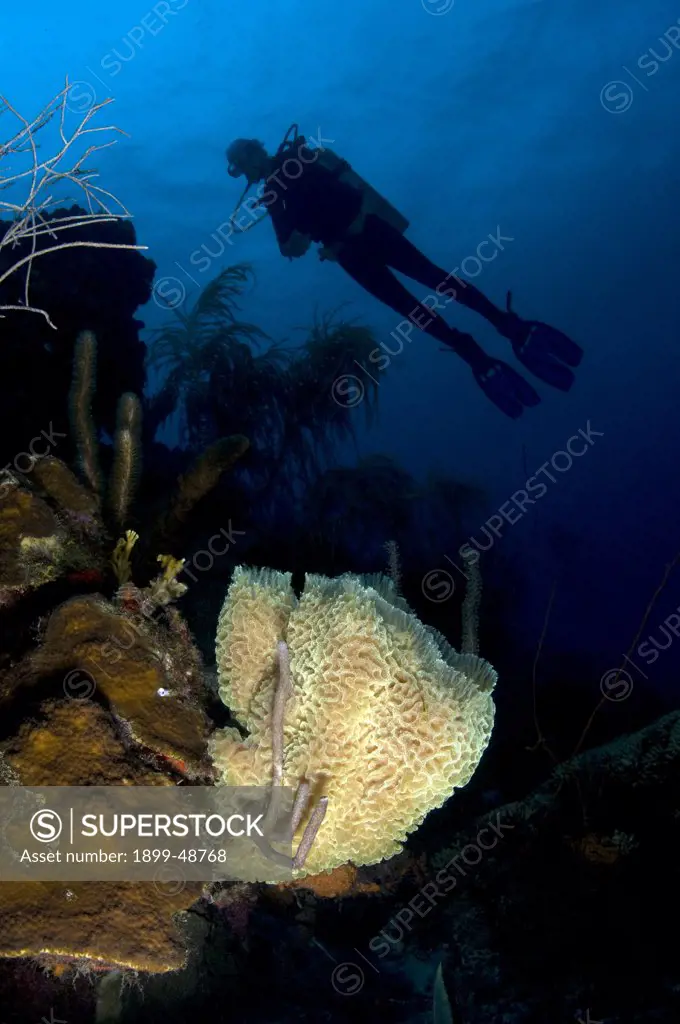Azure vase sponge (Callyspongia plicifera). Curacao, Netherlands Antilles.