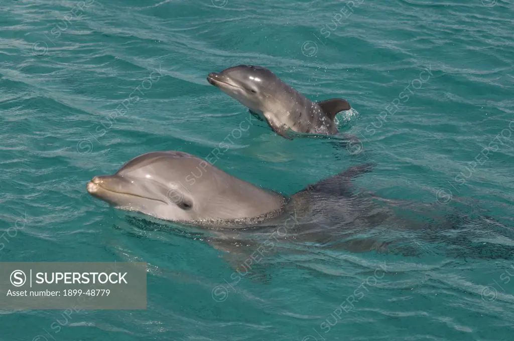 Newborn baby dolphin (Tursiops truncatus) with mother. Curacao, Netherlands Antilles.