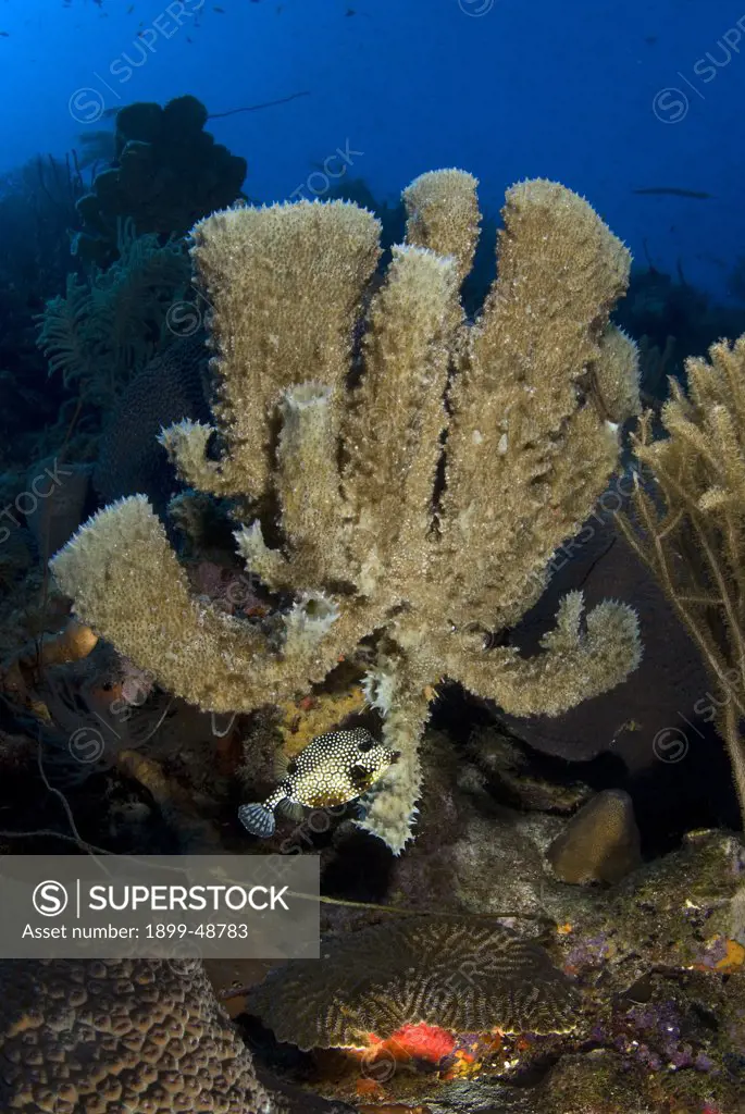 Branching vase sponge (Callyspongia vaginalis).  Curacao, Netherlands Antilles.