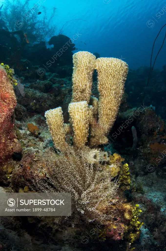 Branching vase sponge (Callyspongia vaginalis). Curacao, Netherlands Antilles.