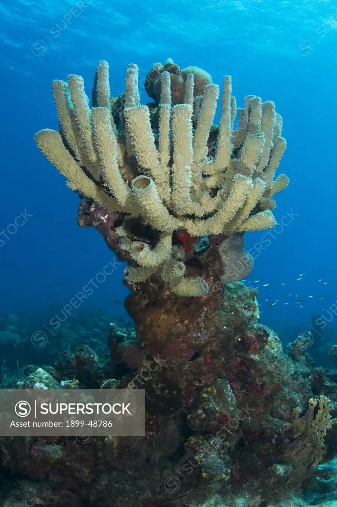Branching vase sponge (Callyspongia vaginalis). Curacao, Netherlands Antilles.