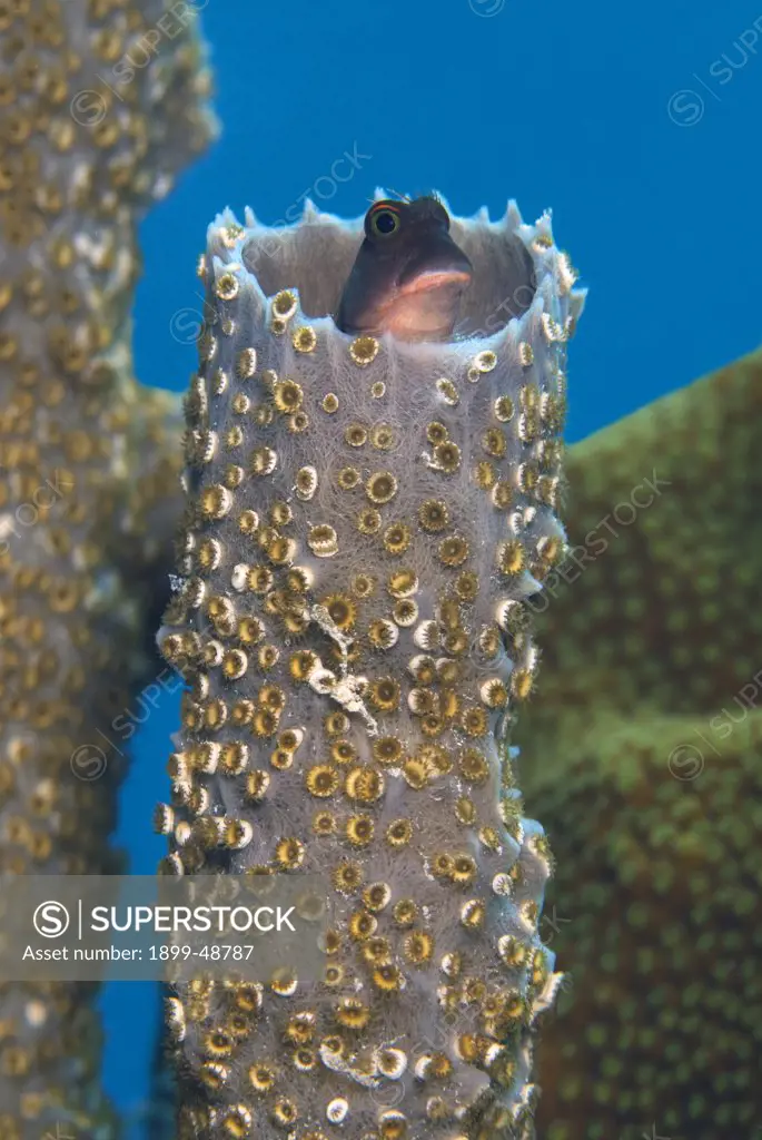 Branching vase sponge (Callyspongia vaginalis) with redlip blenny (Ophioblennius macclurei). Curacao, Netherlands Antilles.