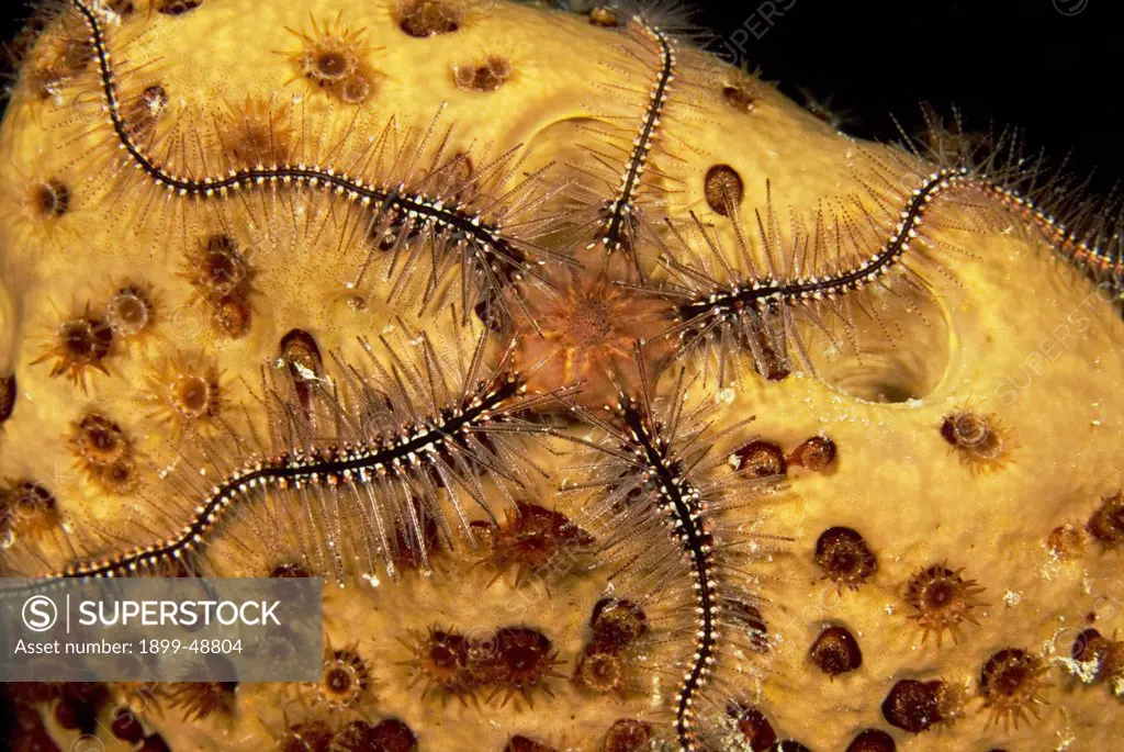 Sponge brittle star (Ophiothrix suensonii) on brown tube sponge (Agelas conifera). Curacao, Netherlands Antilles.