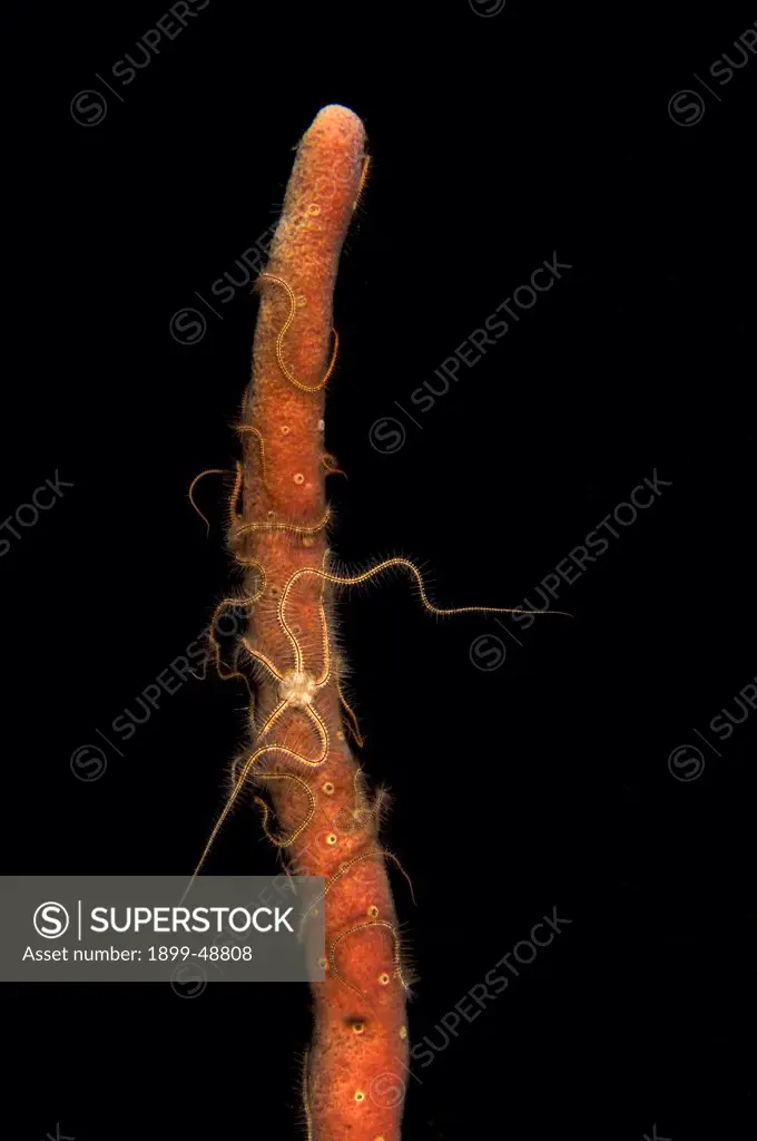 Sponge brittle stars (Ophiothrix suensonii) on erect rope sponge (Amphimedon compressa). Curacao, Netherlands Antilles.