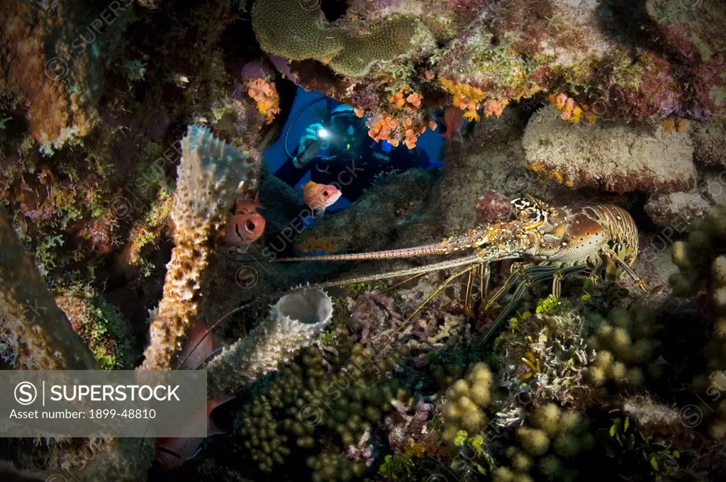 Diver peering through cave to view Caribbean spiny lobster (Panulirus argus). Curacao, Netherlands Antilles.